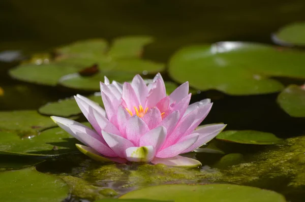 Water lilly Pink Sensation — Stock Photo, Image