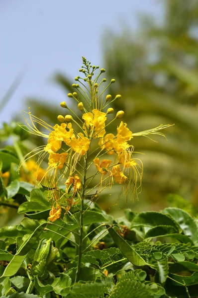 Karzeł Poinciana Łacińska Nazwa Caesalpinia Pulcherrima Kwiaty — Zdjęcie stockowe