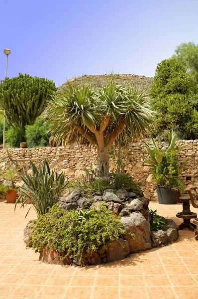 Cactus Och Saftiga Trädgård Oliva Fuerteventura Kanarieöarna — Stockfoto