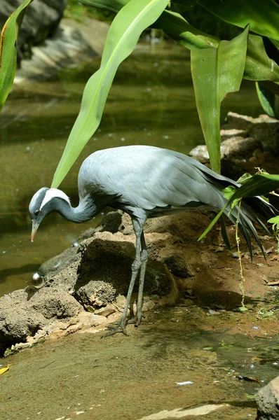 Guindaste Azul Nome Latino Grus Paradisea Alimentando Córrego — Fotografia de Stock