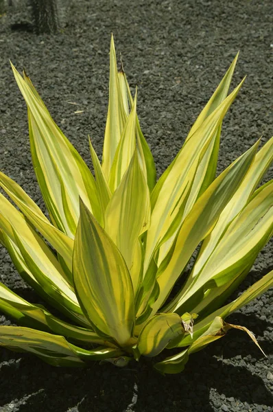 Century Plant Latin name Agave americana \'Variegata\'