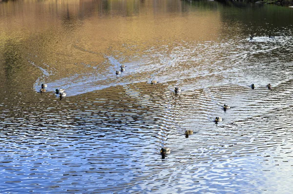 Stockente Lateinisch Anas Platyrhynchos Schwimmt Auf Taubensteinen — Stockfoto