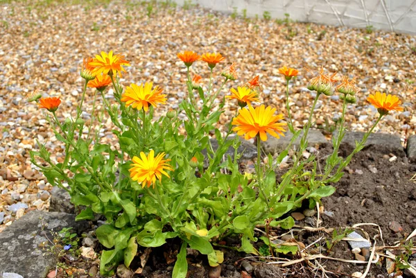 Yellow bush daisy