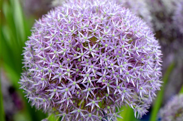 Allium Pinball Wizard — Foto Stock