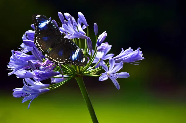 Blue Diadem butterfly on an African Blue Lily — Stock Photo, Image
