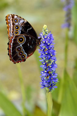 Blue morpho butterfly on a marsh orchid clipart