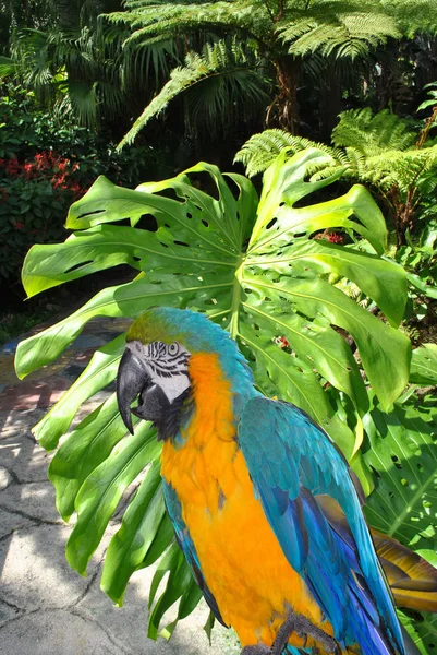 Blue and yellow macaw — Stock Photo, Image