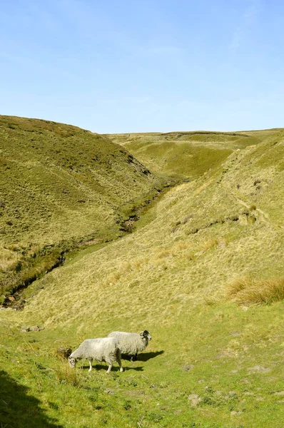 Får i Derbyshire landsbygd — Stockfoto