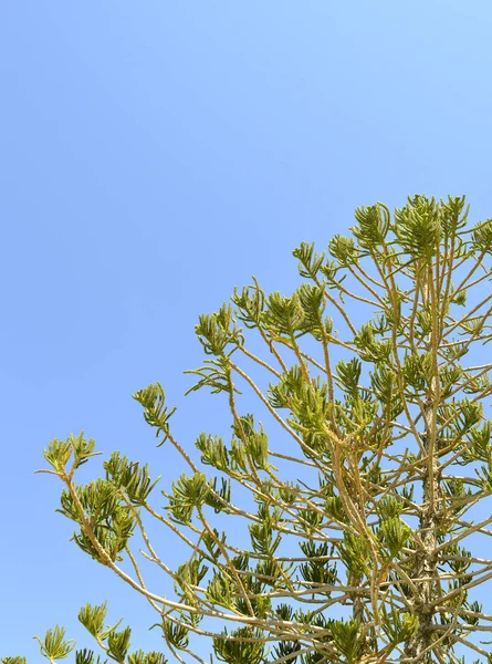 Conifer detail — Stock Photo, Image