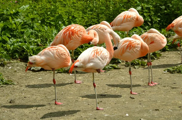 Karayip flamingo uyku — Stok fotoğraf