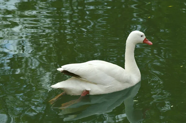 Coscorbra cisne nadando —  Fotos de Stock