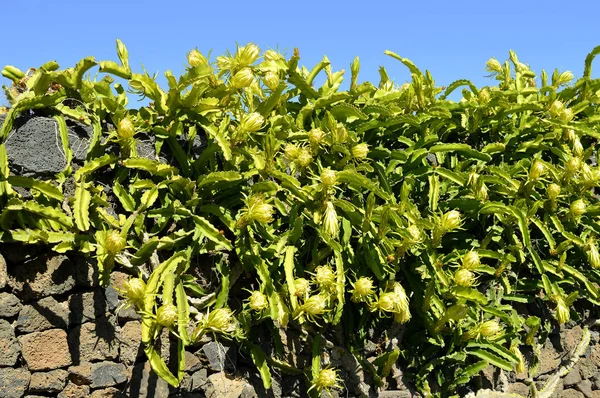 Röd pitahaya — Stockfoto