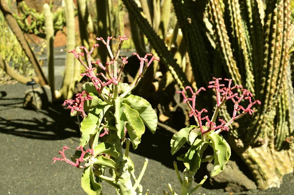 Euphorbia biselegans — Stock Photo, Image