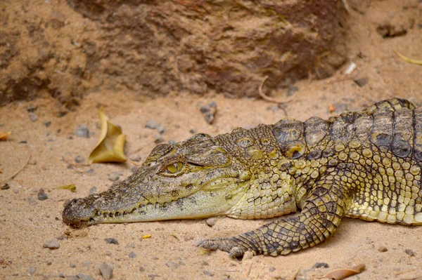 Cocodrilo Del Nilo Nombre Latino Crocodylus Niloticus — Foto de Stock