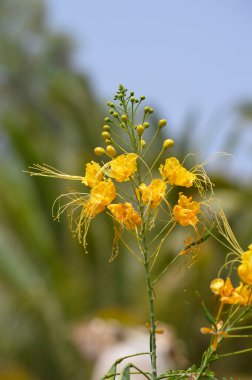Cüce Poinciana Latince adı Caesalpinia pulcherrima
