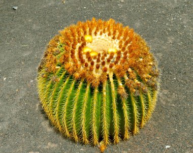 Altın fıçı kaktüsü Latince adı Echinocactus grusonii