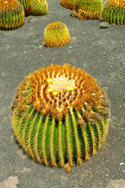Cactus Doré Nom Latin Echinocactus Grusonii — Photo