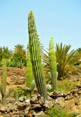 Fuerteventura kaktüs bahçesindeki Melocactus ernestii, Kanarya Adaları 'ndan biri.
