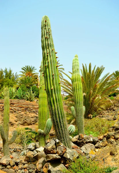 Melocactus Ernestii Dans Les Jardins Fuerteventura Cactus Une Des Îles — Photo