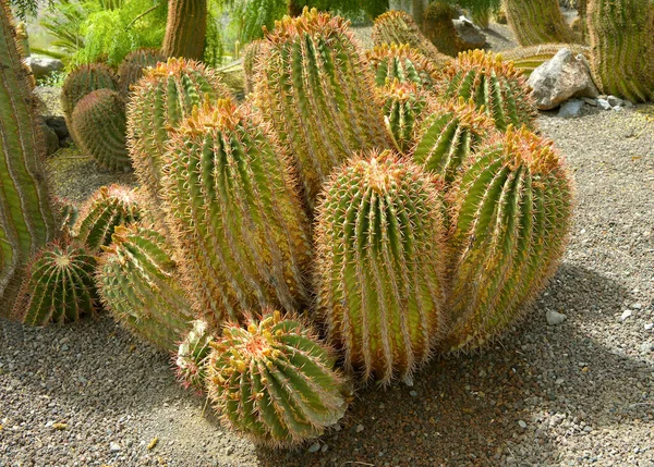 Baril Feu Mexicain Cactus Nom Latin Ferocactus Stainesii — Photo