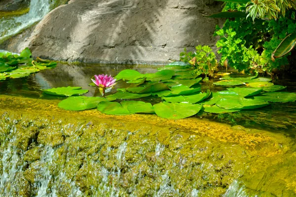 Water Lily Latin Name Nymphaea Weymouth Red — Stock Photo, Image