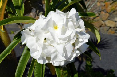 Pachypodium lamerei yaygın adı Madagaskar palmiyesi