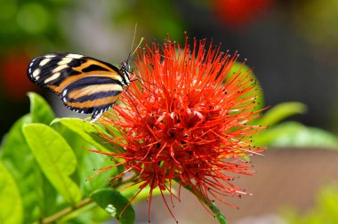 Boyanmış bir bayan kelebek Powderpuff çiçeğindeki Vanessa Cardui Latin adı Combretum constrictum. 