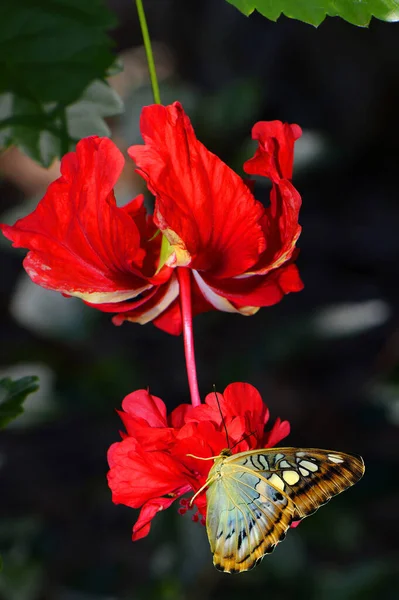 Falegname Malese Blu Farfalla Nome Latino Parthenos Sylvia Violacea Variegato — Foto Stock