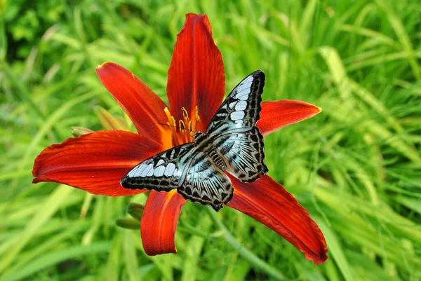 Malaysian Blue Clipper Butterflly Hemerocallis Crimson Pirate Flower — Stock Photo, Image