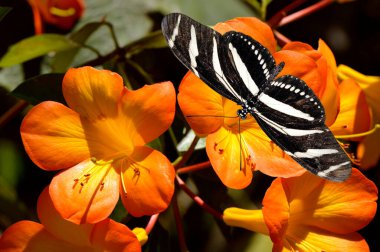 Zebra Uzun Kanatlı Kelebek Latince adı Heliconius charitonius on Tropikal Rododendron simbu simbu günbatımı çiçekleri