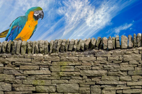 Gold Blue Macaw Latin Name Ara Ararauna Dry Stone Wall — Stock Photo, Image
