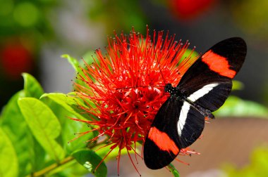 Kırmızı benekli uzun kanatlı kelebek Powderpuff combretum Latince adı Combretum constrictum