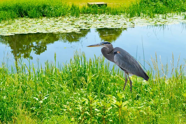 Grand Héron Nom Latin Ardea Herodias Chasse Sur Rivière Avon — Photo