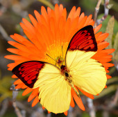 Nagy narancs tipp pillangó Latin név Hebomoia glaucippe egy Livingstone Daisy Latin név Mesembryanthemum GELATO ORANGE ICE NÖVÉNYI virág