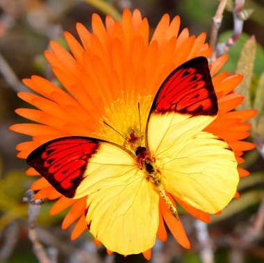 Büyük Turuncu Uç Kelebek Latince adı Hebomoia glaucippe Livingstone Latince adı Mesembryanthemum GELATO ORANGE ICE PLANT