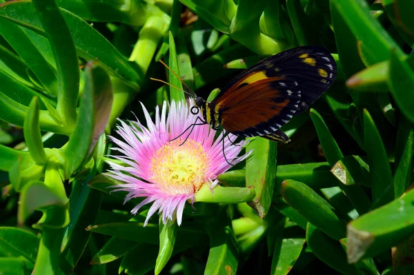 Tiger Longwing Butterfly Hottentot Fig Flower Latin Name Carpobrotus Edulis — Stock Photo, Image
