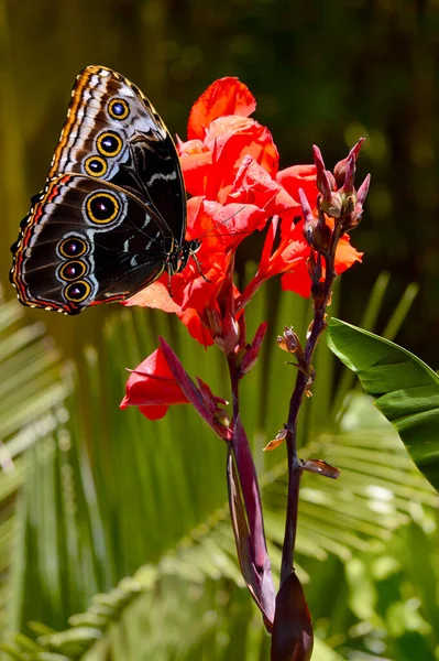 Blauer Morpho Schmetterling Auf Canna Generalis President Blüht Sommer — Stockfoto