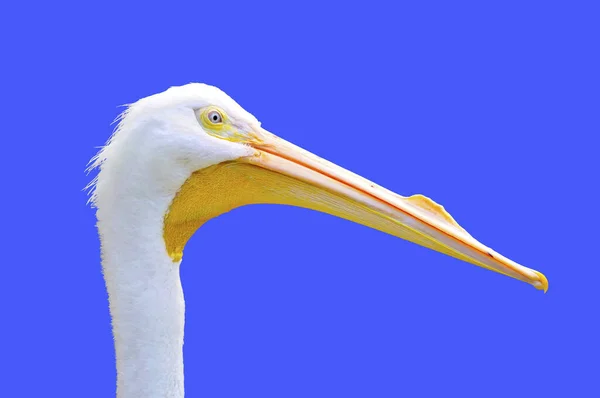 Pelicano Branco Americano Nome Latino Pelecanus Erythrorhynchos — Fotografia de Stock