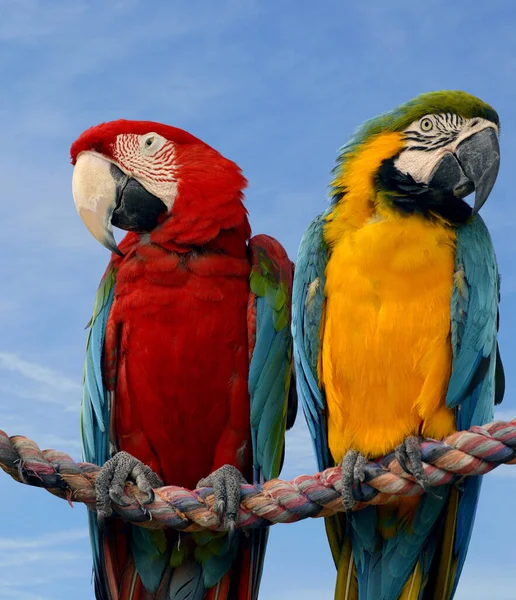 Gold Blue Macaw Scarlet Macaw Perched Rope — Stock Photo, Image