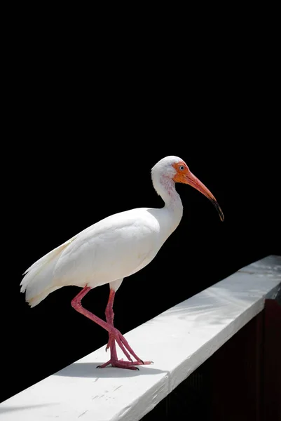 Ibis Blanc Nom Latin Eudocimus Albus — Photo