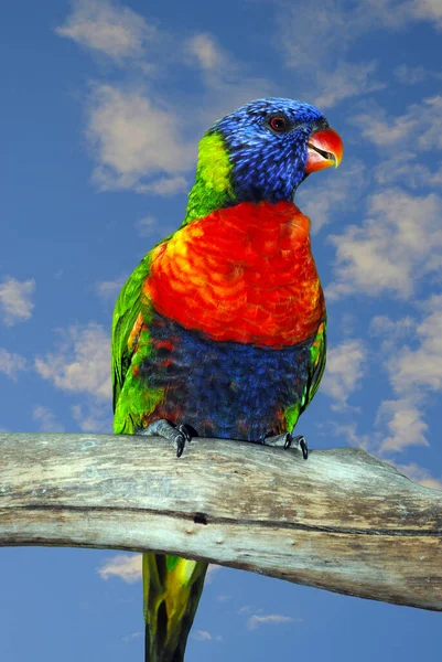 Rainbow Lorikeet Latinskt Namn Trichoglossus Haematodus Uppe Gren — Stockfoto