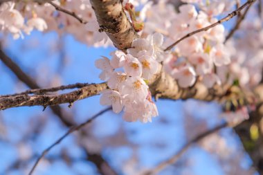 güzel pembe kiraz çiçeği ya da bahçede çiçek açan sakura
