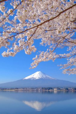 Şapkalı, kar mavi gökyüzü ve güzel kiraz çiçeği ya da pembe Sakura çiçek ağaç bahar sezonu Gölü kawaguchiko, Yamanashi, Japan, Fuji Dağı. işareti ve popüler turistik mekanlar için