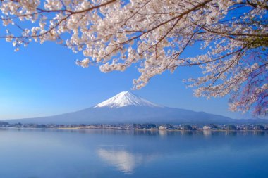 Şapkalı, kar mavi gökyüzü ve güzel kiraz çiçeği ya da pembe Sakura çiçek ağaç bahar sezonu Gölü kawaguchiko, Yamanashi, Japan, Fuji Dağı. işareti ve popüler turistik mekanlar için