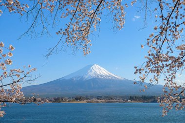 Şapkalı, kar mavi gökyüzü ve güzel kiraz çiçeği ya da pembe Sakura çiçek ağaç bahar sezonu Gölü kawaguchiko, Yamanashi, Japan, Fuji Dağı. işareti ve popüler turistik mekanlar için