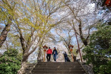 güzel pembe Cherry Blossom Chureito kırmızı Pagoda tapınak alanı. Bahar mevsimi, Fujiyoshida. işareti ve popüler turistik Japonya için; Yamanashi, Japan, 9 Nisan 2018