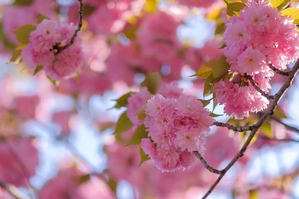 beautiful pink cherry blossom or sakura blooming  in the garden