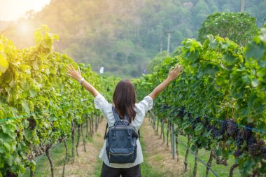 Genç kadın, backpacker Seyahat Asya seyahat güzel duran sonbahar üzüm bağları ile taze üzüm Shiraz hasat