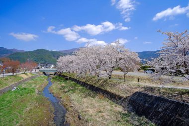 güzel Cherry Blossom veya bahar sezonu Gölü kawaguchiko, Yamanashi, Japan, pembe Sakura çiçek ağaç. işareti ve popüler turistik mekanlar için