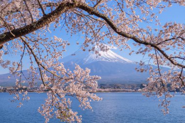 Şapkalı, kar mavi gökyüzü ve güzel kiraz çiçeği ya da pembe Sakura çiçek ağaç bahar sezonu Gölü kawaguchiko, Yamanashi, Japan, Fuji Dağı. işareti ve popüler turistik mekanlar için